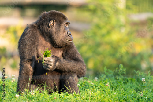 Gorilla baby sitting in the grass and eating. High quality photo with blur bokeh background. Autumn.
