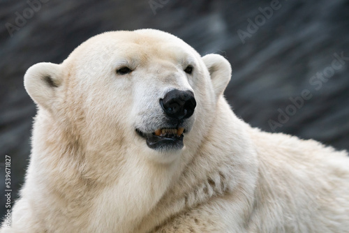 Portrait of a polar bear on a grey background.