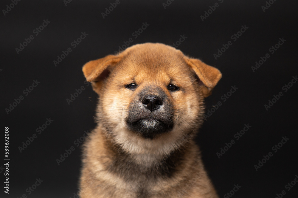 Cute portrait of Red-haired Japanese smiling cute puppy Shiba Inu Dog sitting on isolated black background, front view. Happy pet. Cute portrait of Red-haired Japanese smiling cute puppy Shiba Inu Dog sitting on isolated black background, front view. Happy pet.