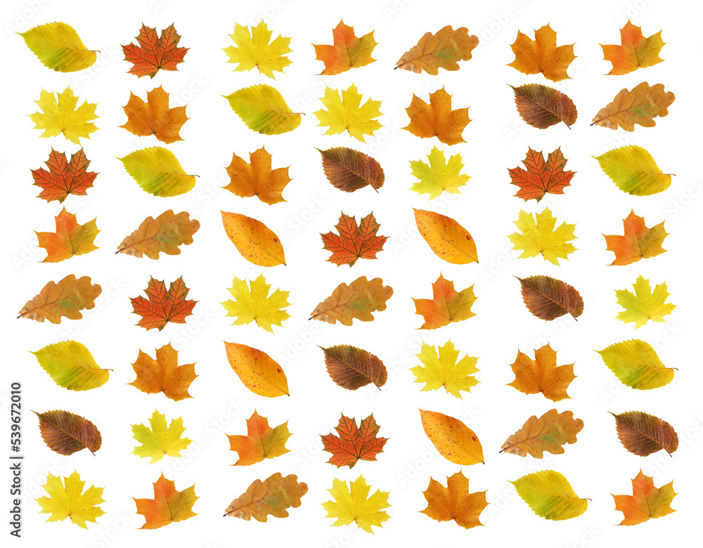 Obraz premium Autumn Leaves Background
