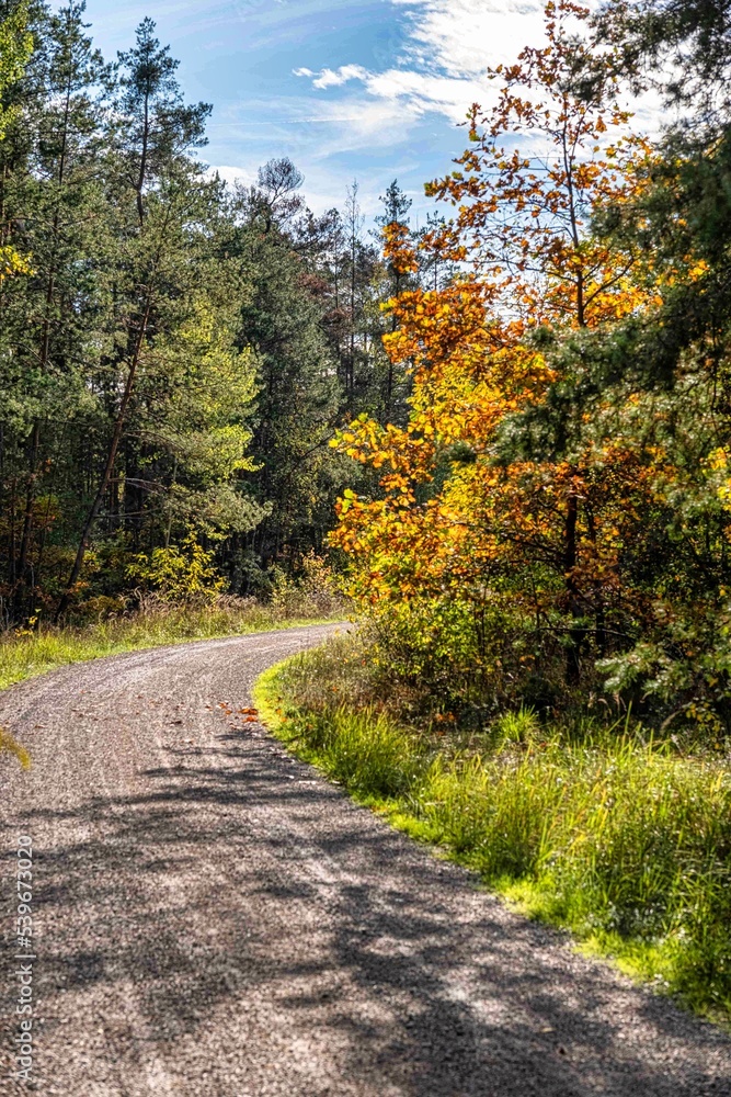 Weg durch den bunt gefärbten Mischwald im Oktober