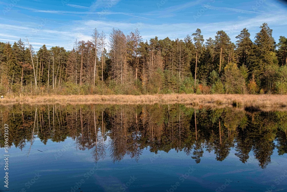 Teich mit Spiegelung der Bäume und Büsche im Herbstwald