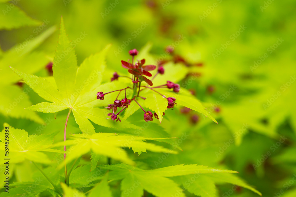 Japanese maple flowers. After the flowers bloom in spring, they attach propeller-shaped samara, and then they soar in the wind and fall to the ground to sprout.