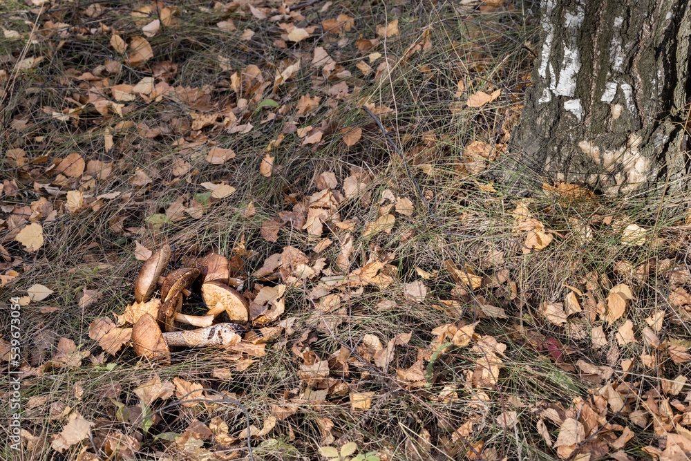 plucked mushroom lies on the grass in the forest. plucked mushroom lies on the grass in the forest.