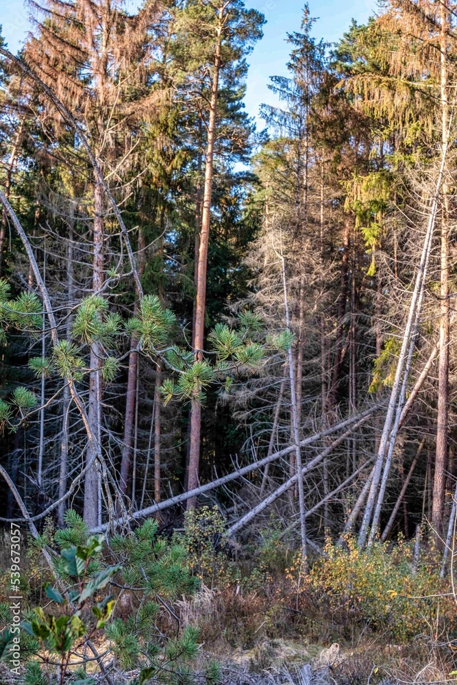 Fototapeta premium Waldlichtung mit vielen geschädigten Nadelholzbäumen