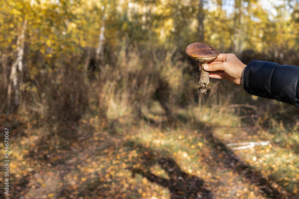a man holds a plucked mushroom in his hand. a man holds a plucked mushroom in his hand.