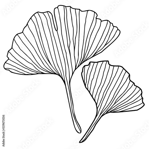 Floral line art elements leaves for invite or card Ginkgo biloba hand drawn on white background Elegant floral leaf, vector isolated