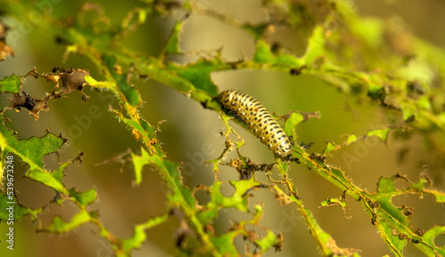 A caterpillar eats a green leaf in the garden. The death of the harvest. Invasion of insects on garden plants. The yellow caterpillar feeds on leaves.Pest control on plants.