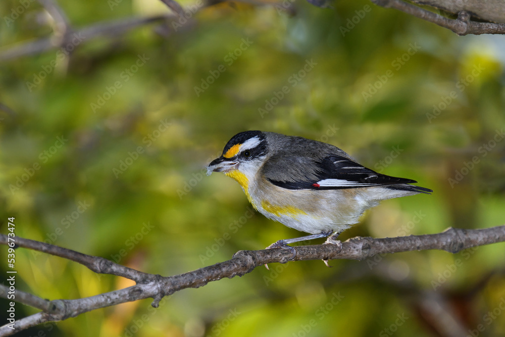 Naklejka premium Australian adult male Striated Pardalote perched thick bush meal in its beak green blurry bokeh background