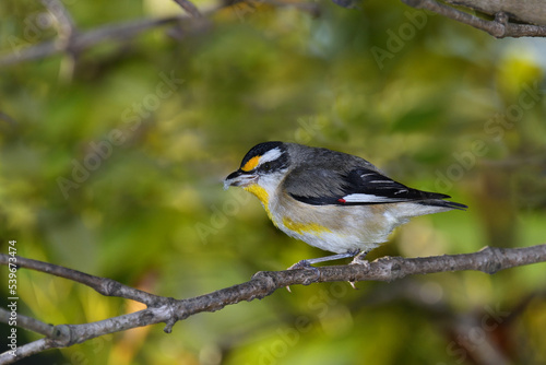 Australian adult male Striated Pardalote perched thick bush meal in its beak green blurry bokeh background 