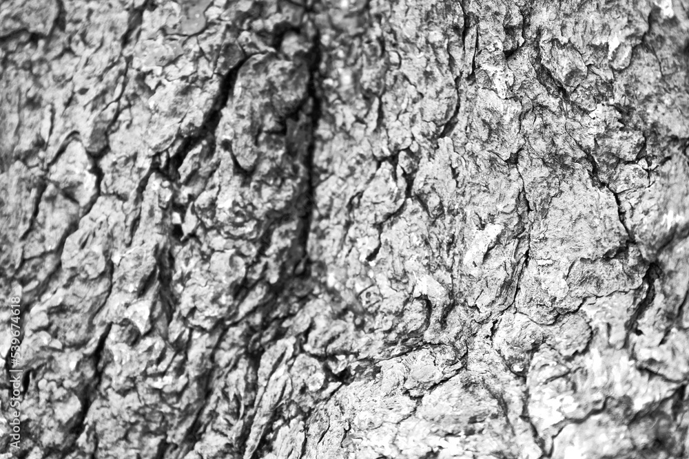 The complex texture of the tree bark. Beautiful natural background The complex texture of the tree bark. Beautiful natural background