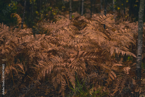yellow wilted ferns in Latvia forest