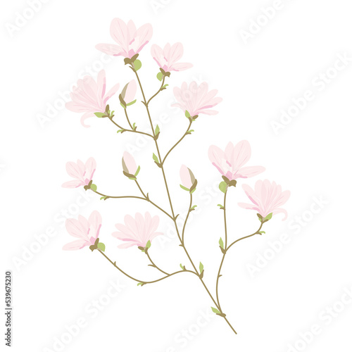 Illustration of Magnolia flowers