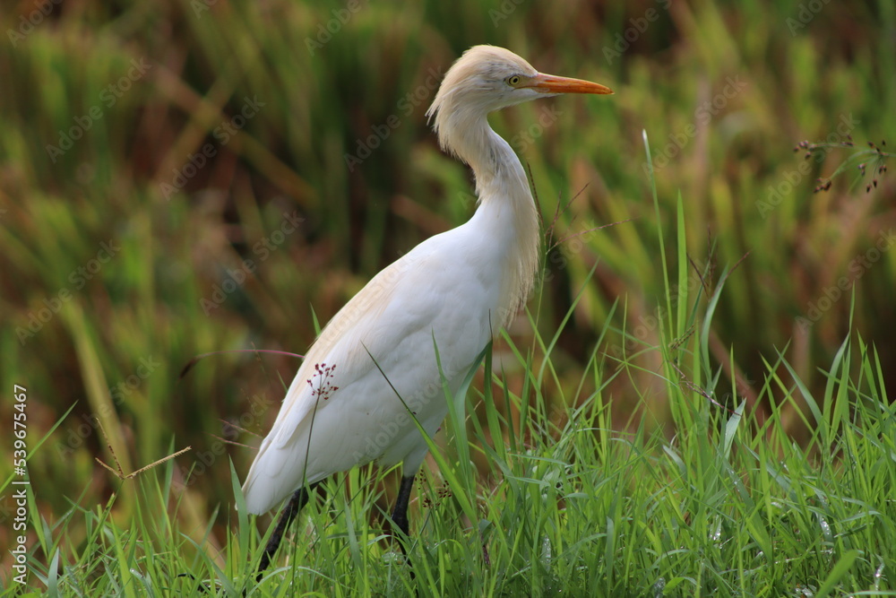 adult heron on a countryside of center Bali adult heron on a countryside of center Bali