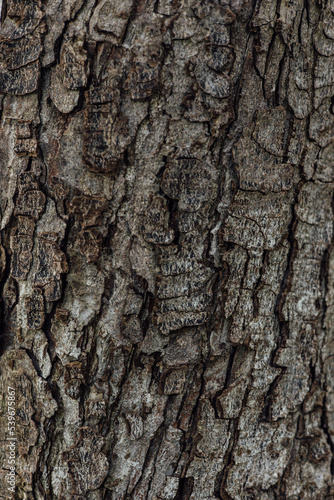 the bark of a tree texture
