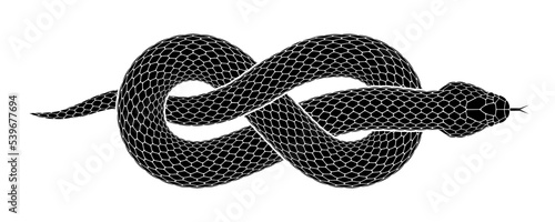 Vector tattoo design of snake curled into a figure eight knot. Isolated black serpent silhouette. photo