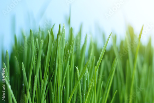 Green grass on a blue sky background