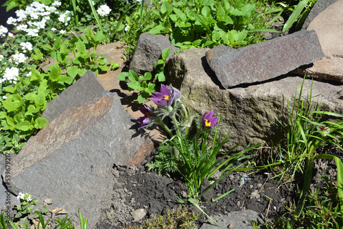 Konstfotografi Beautiful plant Pulsatilla vulgaris, the pasqueflower, Rubra Pulsatilla vulgaris variety with violet flowers and wild rock stones