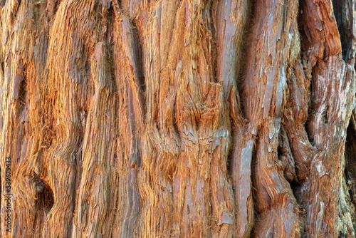 texture of a bark of a tree