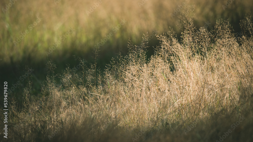 Close-up of wild dry grass. Beautiful autumn nature. Close-up of wild dry grass. Beautiful autumn nature.