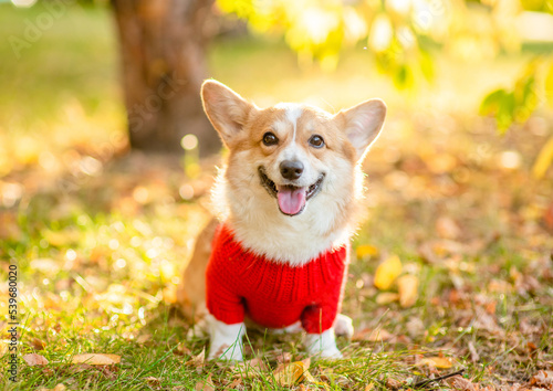 Pembroke welsh corgi wearing warm knitted sweater sits at autumn park in sunset