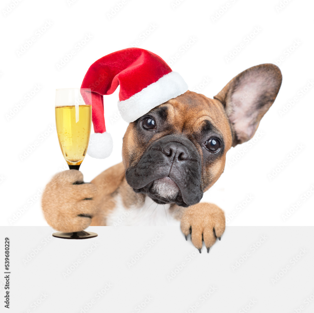French bulldog puppy wearing red santa hat holds glass of champagne and looks above  empty white banner. isolated on white background