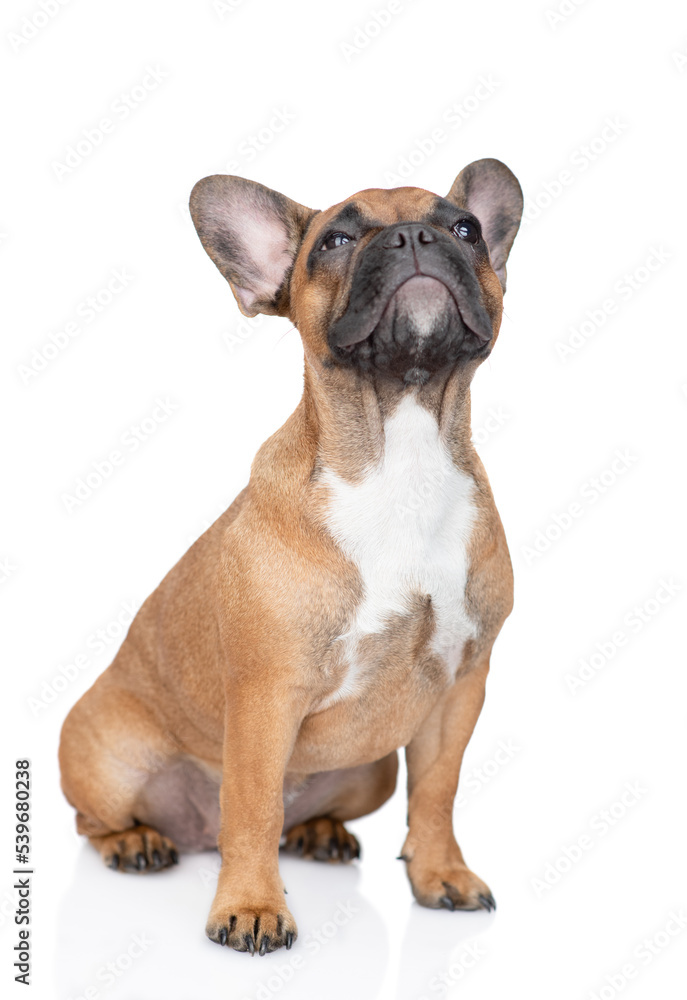 French Bulldog puppy sits and looks up. Isolated on white background