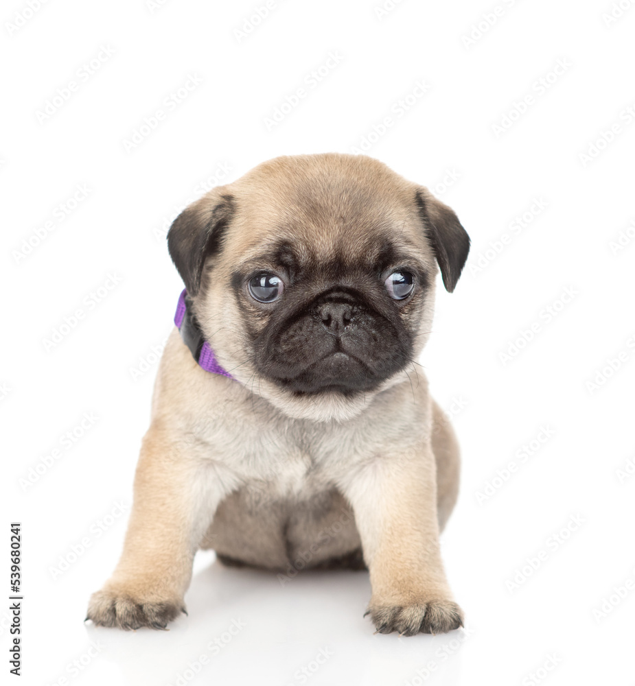 Tiny pug puppy sitting in front view and looking at camera. isolated on white background