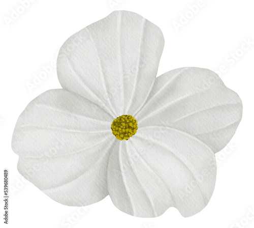 White Dogwood flower,watercolor illustration. photo