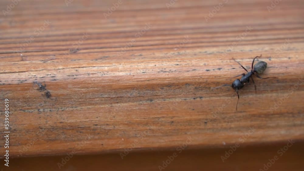 Black Carpenter Ant insect walking in slow motion on wooden plank Black Carpenter Ant insect walking in slow motion on wooden plank