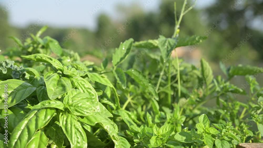 fresh basil with drop of water on green healthy leaf in organic garden farm fresh basil with drop of water on green healthy leaf in organic garden farm