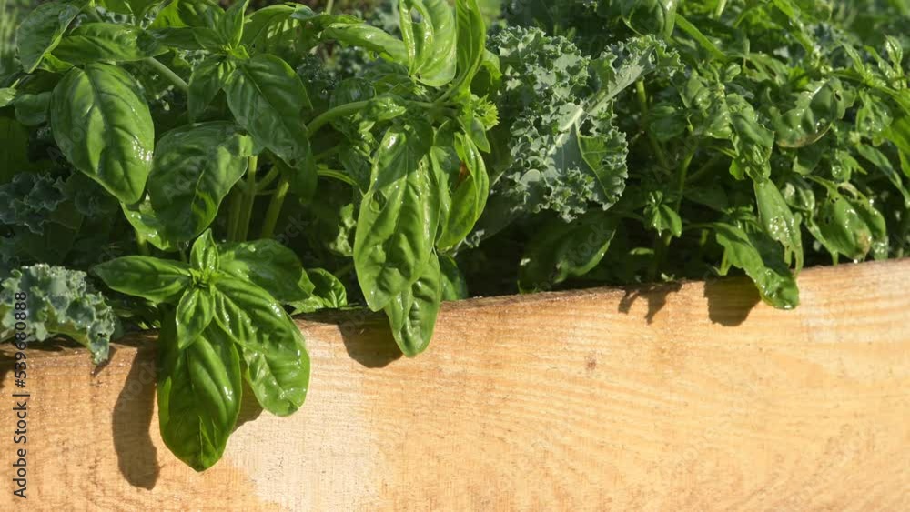 close up of fresh organic natural green healthy basil leaf in home garden farm during a sunny day close up of fresh organic natural green healthy basil leaf in home garden farm during a sunny day