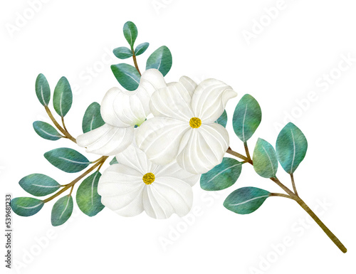 White Dogwood flowers and leaves watercolor illustration.