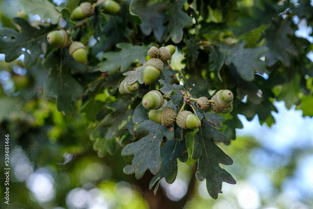 Growing brown acorns on an oak branch. Seeds, fruits, nuts of a forest tree. Autumn. Oak acorn. Growing brown acorns on an oak branch. Seeds, fruits, nuts of a forest tree. Autumn. Oak acorn.