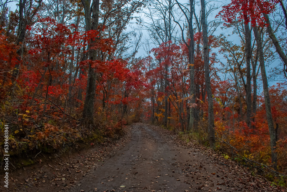 Fototapeta premium Blurred focus. Autumn forest. Red maple leaves.