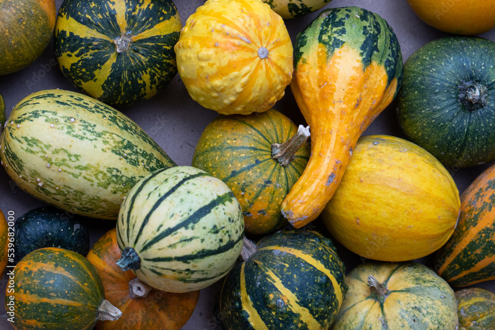 Colorful ornamental gourds