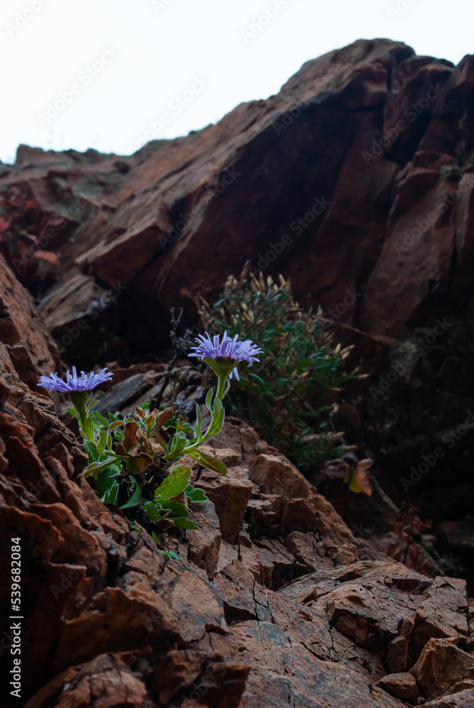 Fototapeta premium tree on the rocks