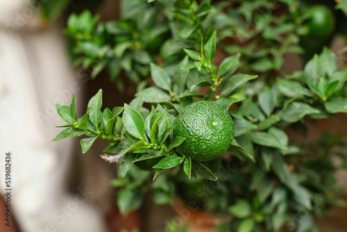 Selective focus shot of green fruit on Myrtle-leaved orange tree with lush green leaves photo