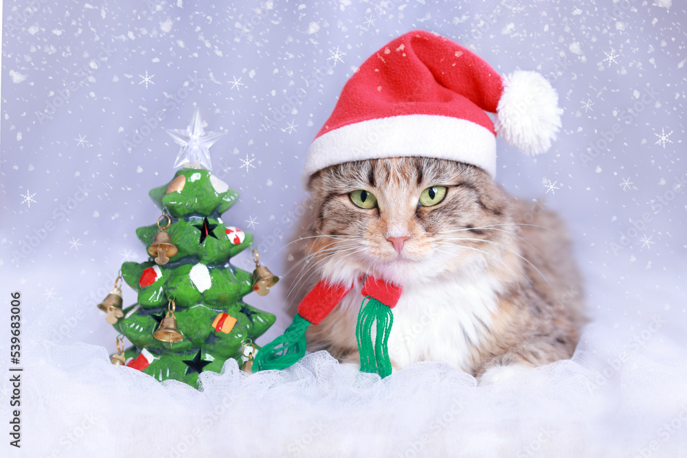 Cat with big Green Eyes in a Santa Claus hat lies on a white background near a small toy Christmas tree. Winter season. Christmas Cat. New Year holiday background. Greeting card. Snowflakes. 2023 Cat with big Green Eyes in a Santa Claus hat lies on a white background near a small toy Christmas tree. Winter season. Christmas Cat. New Year holiday background. Greeting card. Snowflakes. 2023