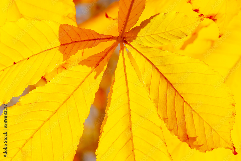 Obraz premium yellow leaf on chestnut tree at fall