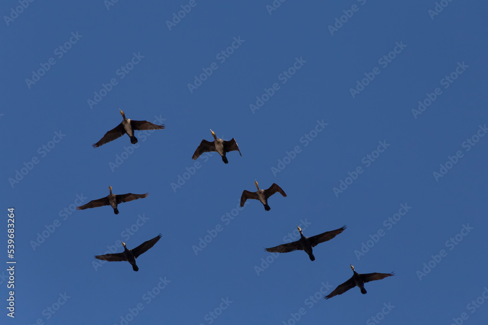 flock of cormorants flying in a blue sky at fall flock of cormorants flying in a blue sky at fall