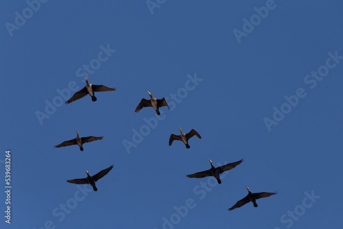 flock of cormorants flying in a blue sky at fall
