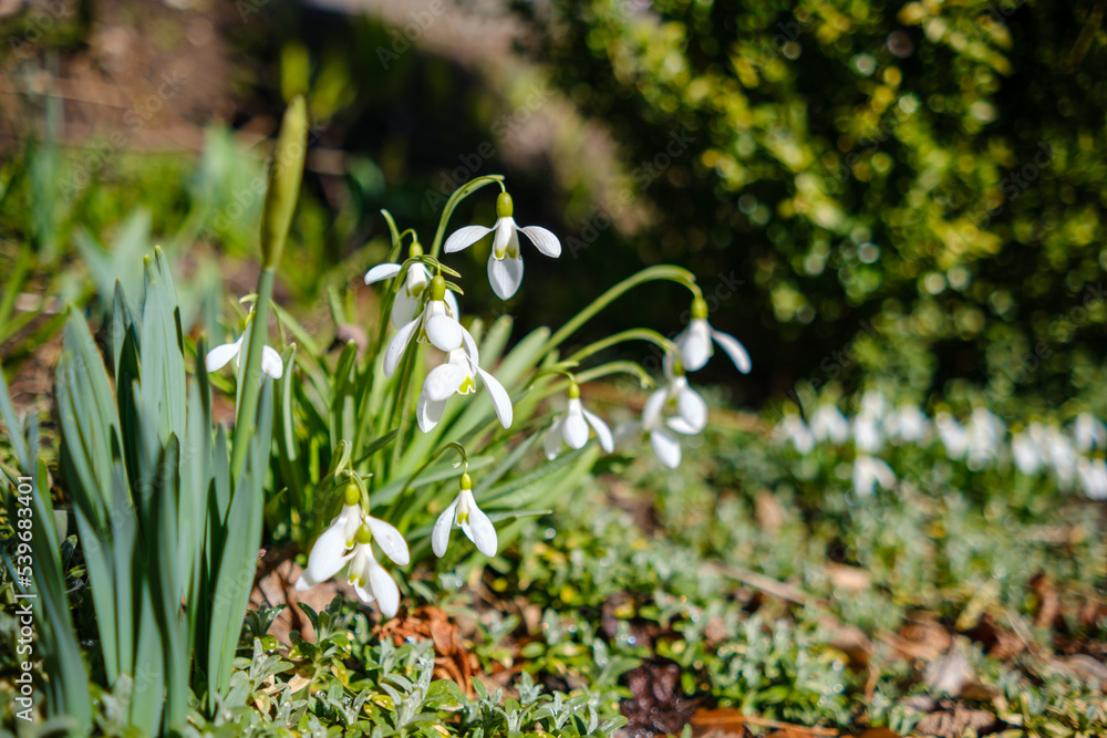 Closeup shot of fresh early snowdrops or common snowdrops Galanthus nivalis Closeup shot of fresh early snowdrops or common snowdrops Galanthus nivalis