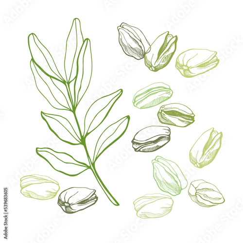 Set of pistachios and leaves on white background. Hand drawn vector illustration.