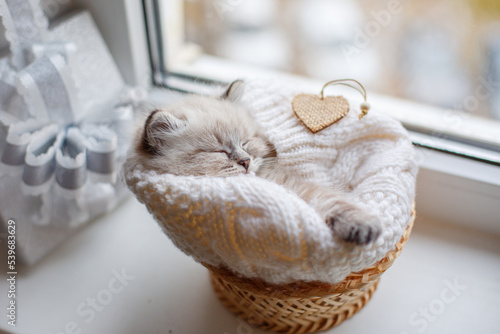 cute kitten wrapped in a blanket sleeping on its back on the window, cute pets