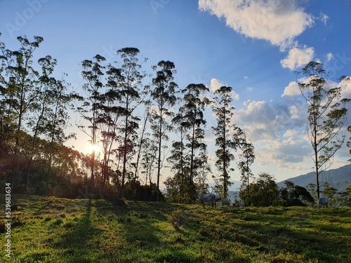 pasture with eucalyptus and cows