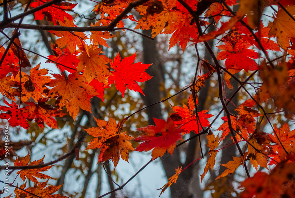 Selective focus. Red maple leaves. Autumn background. Selective focus. Red maple leaves. Autumn background.