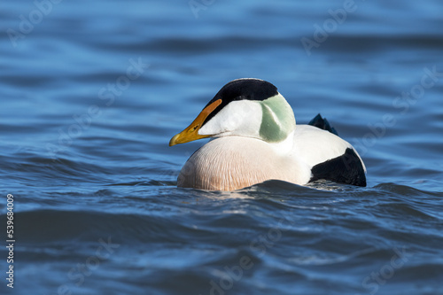 Male Eider Duck swimming