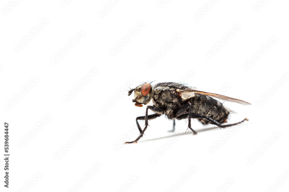 Fototapeta premium Fly isolated on a white