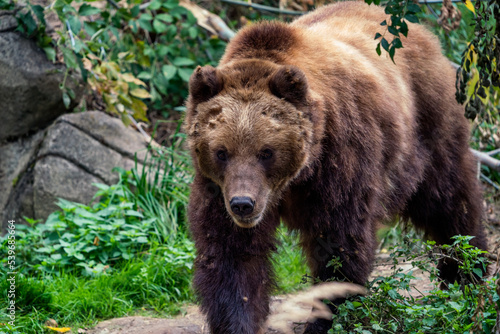 Kamchatka brown bear in the forest, Ursus arctos beringianus